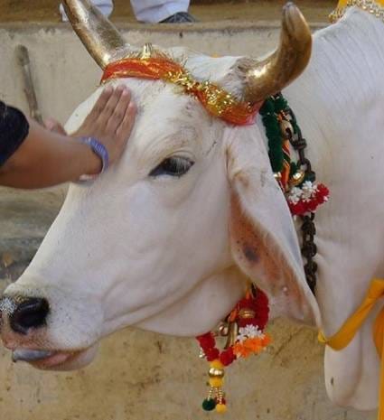गौ सेवा को गठित कार्यकारणी द्वारा स्वच्छ पेयजल की व्यवस्था करना घोषित हुआ